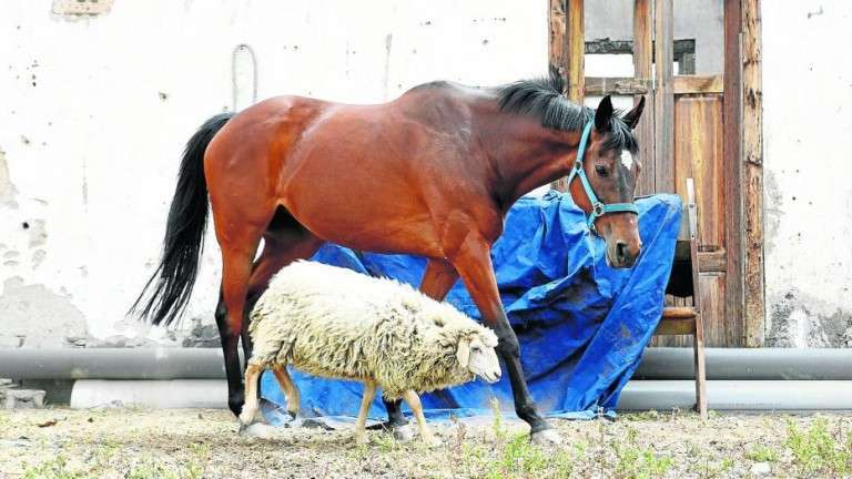 Besay y su amiga la cordera pasean juntos dando vueltas por la cuadra (Foto Esteban Campillo/C7)